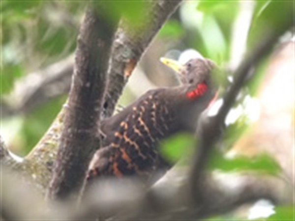 啄木鳥棲息於成熟的樹林，影片顯示一隻正在啄木的黃嘴栗啄木鳥。