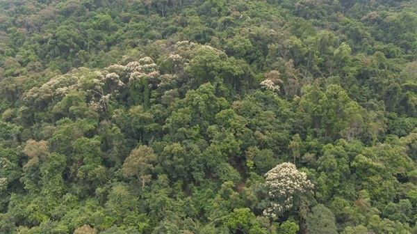 樹木茂密的大埔滘自然保護區擁有超過一百種樹。