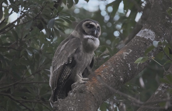 Various owl species (e.g. Brown Wood Owl (<em>Strix leptogrammica</em>)) can be found in local woodlands.