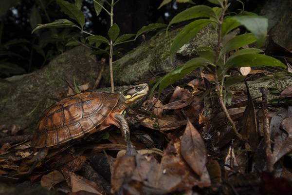 在香港的山溪有機會找到被世界自然保護聯盟《瀕危物種紅色名錄》列為「極度瀕危」的三線閉殼龜。