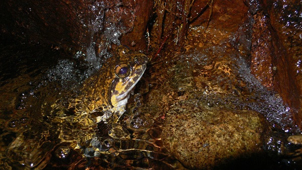 棘胸蛙是香港體型最大的蛙類，只分布於大帽山的高地溪流。