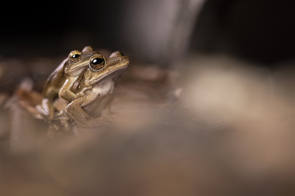 棲息於九龍公園的斑腿泛樹蛙