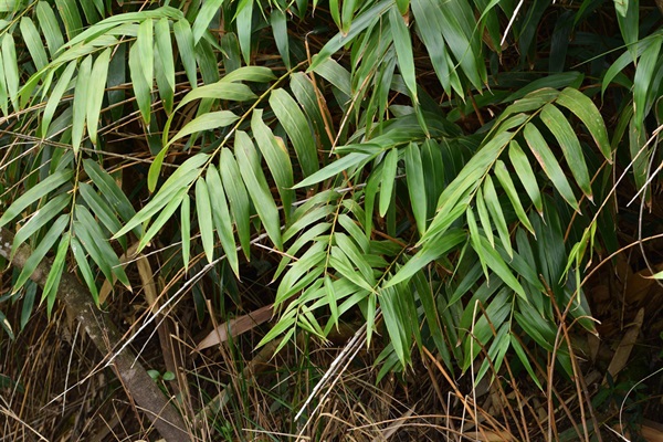 本港的原生竹多為複軸混生，於山上或林下成片生長，如水銀竹。