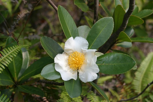 大頭茶是香港常見的本地灌木，它的大白花在冬天盛開。由於該物種可以忍受惡劣的土壤和惡劣的環境，因此是次生林中的先鋒物種。