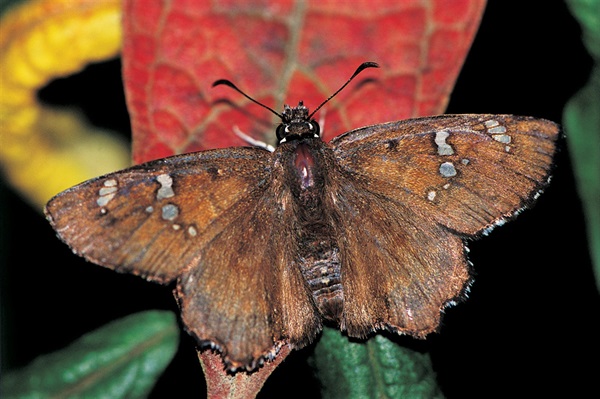 白彩弄蝶是本地較罕見的弄蝶之一，一般在近海的灌叢出現。