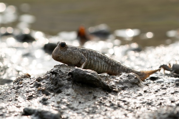 彈塗魚(如廣東彈塗魚 )是一群可以在水中和離開水的環境生存的獨特魚類。牠們的胸鰭有著像腿一樣的功能，可讓牠們在紅樹林的泥灘上走動。