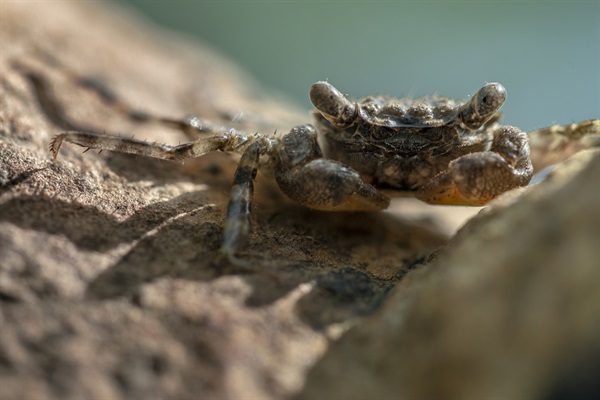 汀角攀樹蟹是本地紅樹林中唯一的純樹棲蟹類。到目前為止，牠們僅在香港被記錄。