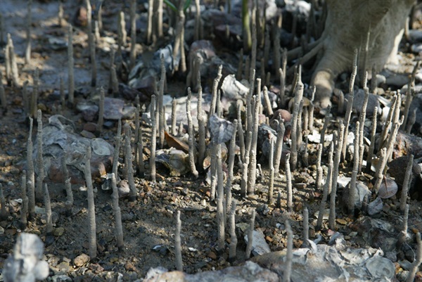 白骨壤的出水通氣根能促進在浸滿水的泥土裏進行氣體交換。
