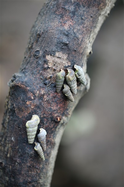 紅樹提供了一個三維環境給各物種存活。莫氏擬蟹守螺是本地紅樹林中常見的樹棲海螺。