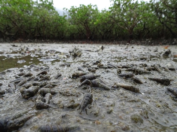 小塔螺是本地紅樹林中最常見的泥螺之一。