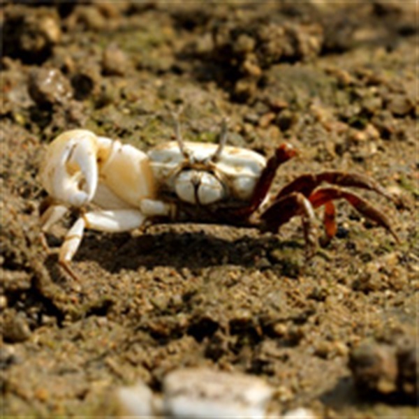 招潮蟹（如清白招潮蟹）在本地一些紅樹林中很常見。雄性招潮蟹的特徵是牠那突出的大螫足，主要用於求偶和與其他雄性打架。