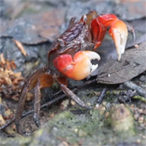 相手蟹是本地紅樹林中種類最多的蟹類（超過20種），牠們主要食用紅樹枯葉和其他有機物質如沉積物和動物組織。影片顯示進食中的中型仿相手蟹。
