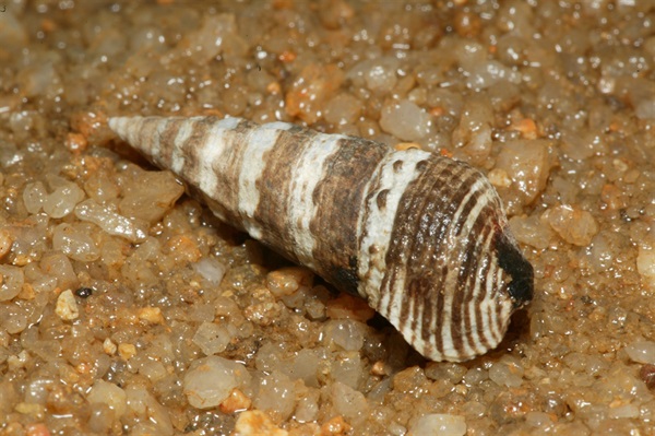 縱帶灘棲螺是另一常見於本地海草床上的物種。