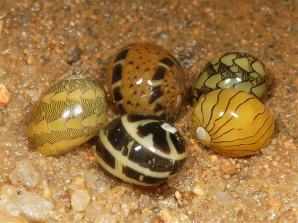 奧萊彩螺常見於本地海草床上。
