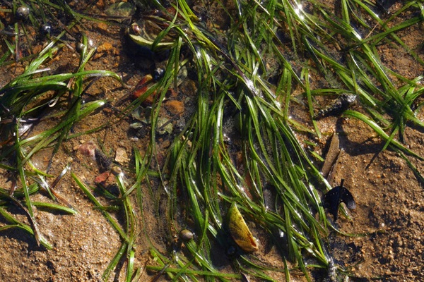 矮大葉藻