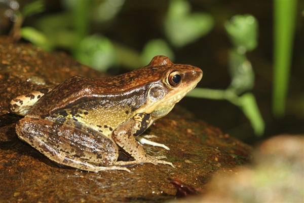 沼蛙常見於低地沼澤。