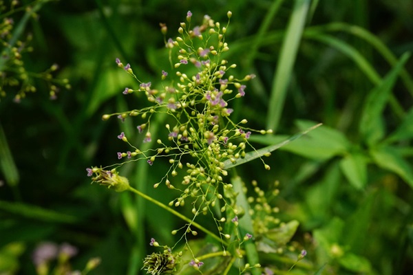 柳葉箬是本地沼澤常見的植物之一。