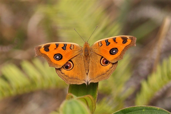 一些蝴蝶的寄主為水生植物，因此這些蝴蝶多在沼澤棲息，例如美眼蛺蝶。
