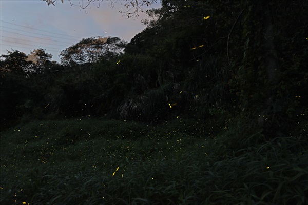 沼澤是多種螢火蟲的重要生境，有些螢火蟲物種會以百計的數量同時出現。