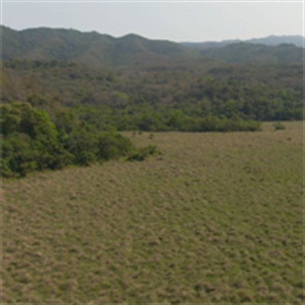 鹿頸是本地比較典型的鹹淡水交界的沼澤。
