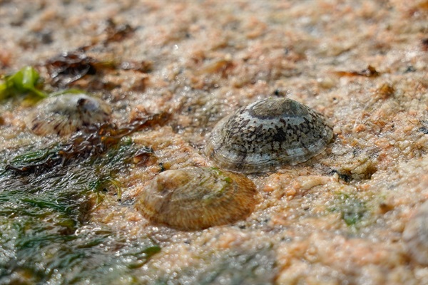 斗嫁䗩及嫁䗩通常在中岸帶找到，牠們在退潮期間會躲在石縫或水池裡避免脫水。