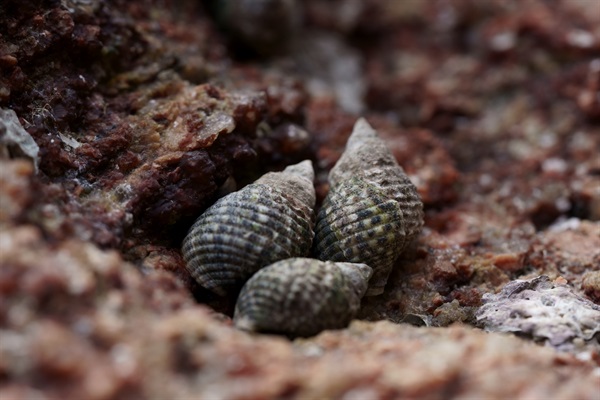 岩石表面的石隙是各種岩岸動物（如平軸螺）的庇護所。