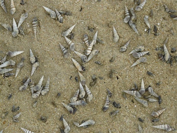 灘棲螺是本地軟灘常見的表層居住動物，牠們會在沉積物表面移動及攝取其表面的有機物 ，並留下移動痕跡。