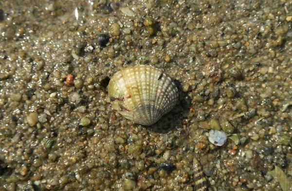 加夫蛤是軟灘上最常見的雙殼類之一，牠們穴居，在潮漲時會伸出吸管來過濾浮游生物和有機物。
