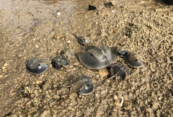 馬蹄蟹在泥灘繁殖，牠們的幼蟹亦在泥灘居住。