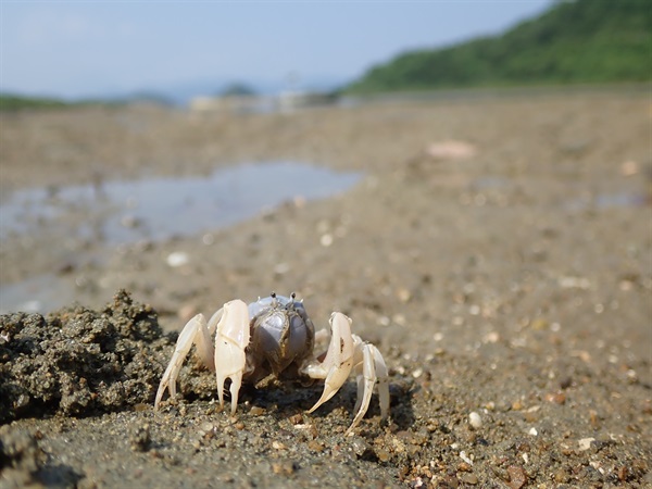 短指和尚蟹是少數不單止可以「打橫行」的蟹，牠們在退潮時會從洞穴爬出來，有如一隊士兵般集體出現在軟灘上覓食，所以又名「士兵蟹」。