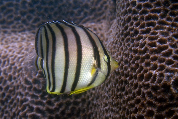 珊瑚群落支持著很高的海洋生物多樣性。蝴蝶魚(如八間蝶)是香港常見的珊瑚魚之一，常被用作衡量珊瑚生態系統健康的指標。