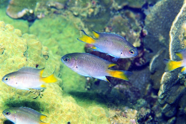 黃尾石剎是香港最常見的珊瑚魚之一。在香港的珊瑚群落中一般也能找到牠們的蹤影。