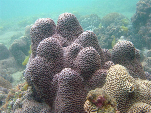 扁腦珊瑚是香港最具代表性的珊瑚類別之一。牠們體形巨大，個別地方的個體更可高達1米。