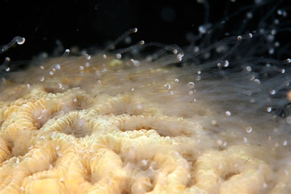 珊瑚的觸手可用於進食和防禦。照片中的扁腦珊瑚正在使用它的觸手來威懾競爭對手。