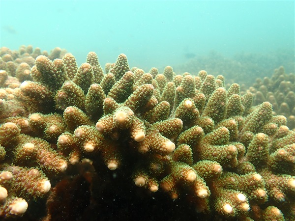 鹿角珊瑚屬(<em>Acropora</em> spp.)的特色為手指狀的分枝形生長形態，可以為各種海洋生物提供複雜的棲息環境。