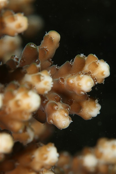 鹿角珊瑚屬(<em>Acropora</em> spp.)物種的珊瑚蟲特寫。
