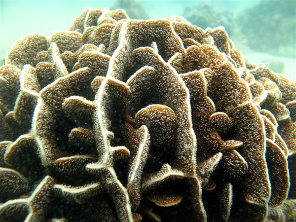 十字牡丹珊瑚是香港另一種優勢珊瑚物種。牠的特點是其互相交錯的直立珊瑚板塊，為微小的生物提供了許多縫隙作藏身之所。
