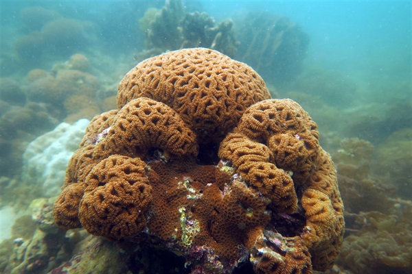 盤星珊瑚屬是香港物種數量最多的石珊瑚屬，共錄得11個物種。圖中所見的是常見的羅圖馬盤星珊瑚。