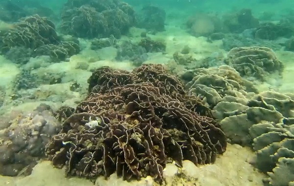 橋咀洲的珊瑚群落是香港其中一個生長得較好的珊瑚群落。在該片廣闊的珊瑚群落中可以找到各式各樣與珊瑚礁相關的生物，例如蝴蝶魚、蠔魚等。 