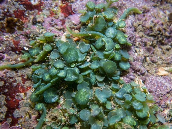 盾葉蕨藻