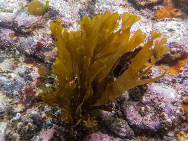 厚網藻