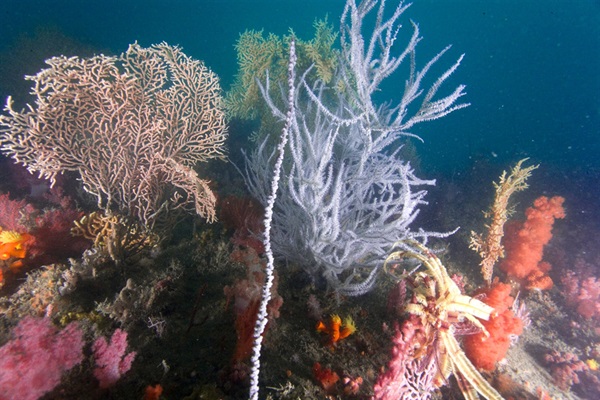 A community of soft corals, black corals and gorgonians