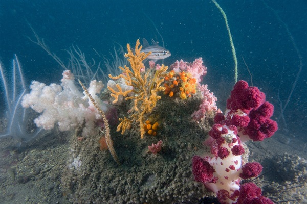 A community of soft corals, black corals and gorgonians