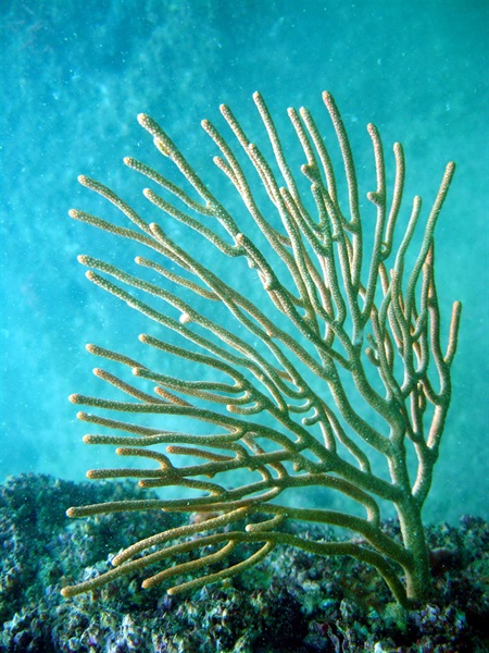 小月柳珊瑚