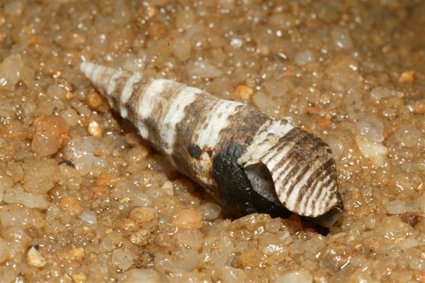 縱帶灘棲螺
