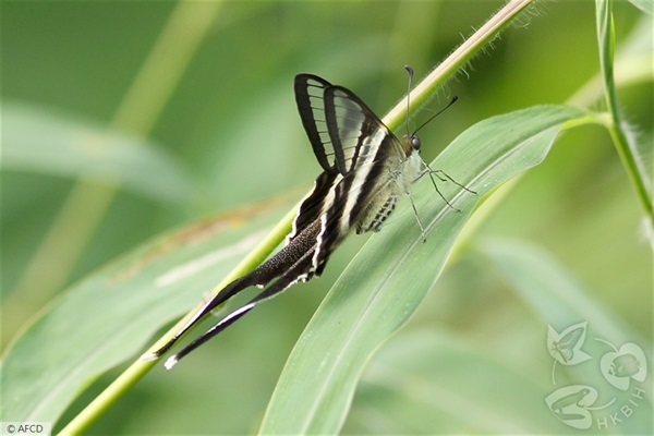 燕鳳蝶