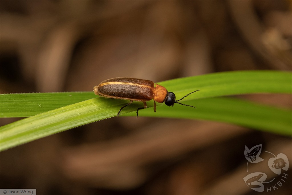 HKBIH - Beetles
